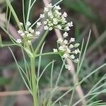 Cyclospermum leptophyllum Blüte