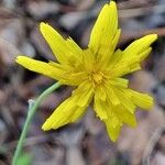 Hieracium glaucinumЦветок