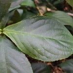 Ruellia chartacea Feuille