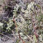 Asparagus racemosus Flor