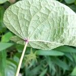 Ipomoea tiliacea Leaf