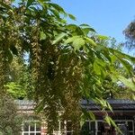 Acer cissifolium Hábito