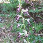 Himantoglossum calcaratum Flower