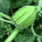 Physalis peruviana Fruitua