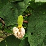 Momordica dioica Fruit