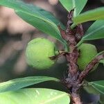 Ficus cyathistipula Frucht