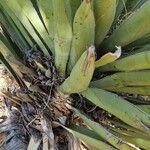 Yucca baccata Otro