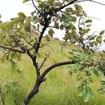 Annona senegalensis Leaf