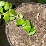 Hoya carnosa 葉