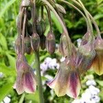 Allium siculum 花