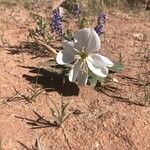 Eulobus californicus Flower