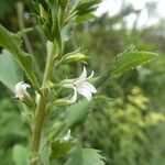 Capraria biflora 花