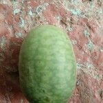Melothria pendula फल