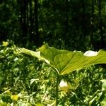 Trillium cernuum Staniste