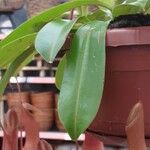 Nepenthes spp. Leaf