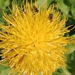 Centaurea macrocephala Flor