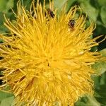 Centaurea macrocephala Flower