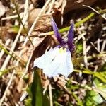 Lobelia nana Blüte