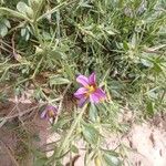 Zygophyllum arabicum Flower