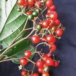 Cordia eriostigma Ffrwyth