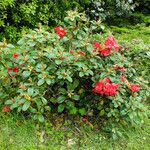 Rhododendron aureum Hábito
