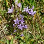 Gentianella germanicaFlower