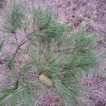 Pinus echinata ᱛᱟᱦᱮᱸ