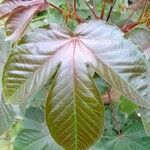 Jatropha gossypiifolia برگ