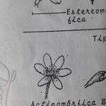 Coptis trifolia その他の提案