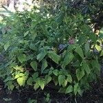 Salvia dorisiana Habit