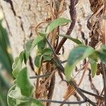 Ipomoea cairica പുറംതൊലി