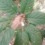 Schefflera morototoni Folla