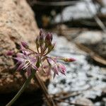 Allium campanulatum Flor