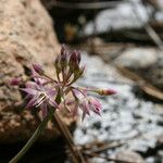 Allium campanulatum Kvet