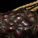 Raphia regalis Fruit