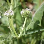 Valeriana discoidea Flor