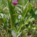 Lathyrus linifolius Агульны выгляд