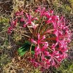 Ammocharis tinneana Λουλούδι