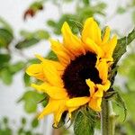 Helianthus petiolaris Flower