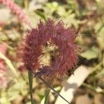 Pennisetum pedicellatum Blomma