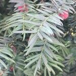 Taxus brevifolia Лист