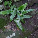 Asplenium sagittatum Hábito