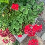 Pelargonium zonaleLeaf