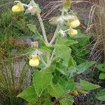 Calceolaria plectranthifolia عادت داشتن