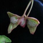 Begonia picta Ліст