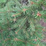 Picea omorika Hostoa