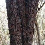 Exocarpos cupressiformis Rusk