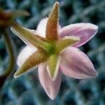 Rhodalsine geniculata Цвят