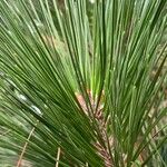 Pinus leucodermis Blatt