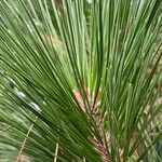 Pinus heldreichii Leaf